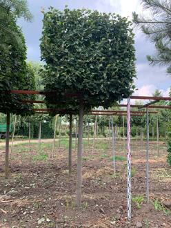 Липа мелколистная Гринспайер форма куб на штамбе