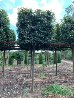 Липа мелколистная Гринспайер форма куб на штамбе