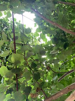 Липа мелколистная Гринспайер форма куб на штамбе