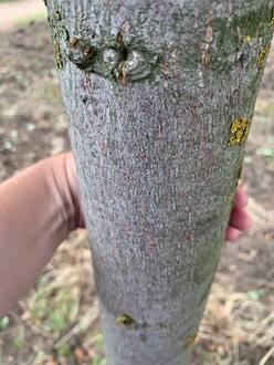 Липа мелколистная Гринспайер форма куб на штамбе