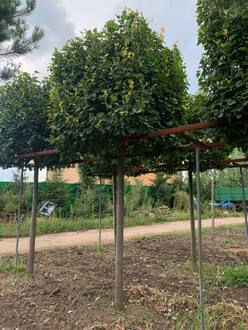 Липа мелколистная Гринспайер форма куб на штамбе