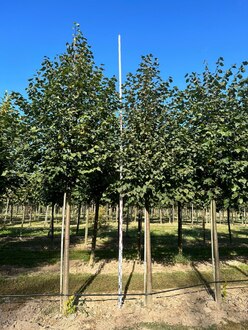 Липа европейская Тилия европеа (Tilia europaea)