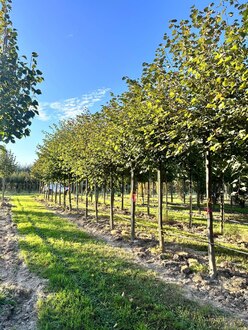 Липа европейская Тилия европеа (Tilia europaea)