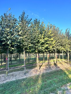 Липа европейская Тилия европеа (Tilia europaea)