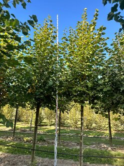 Липа европейская (Tilia europaea)