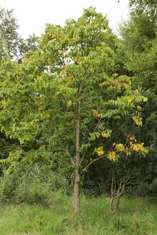 Липа амурская