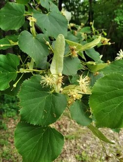 Липа амурская