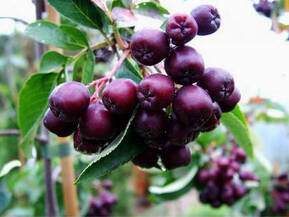 Рябина "Бурка"