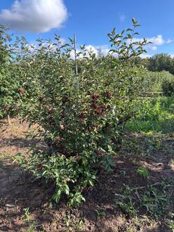 Рябина "Бурка"