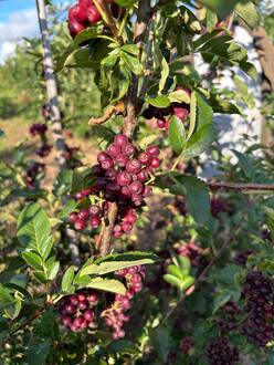 Рябина "Бурка"