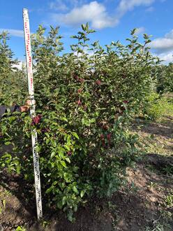 Рябина "Бурка"