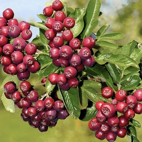 Рябина "Ликерная"