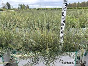 Блок живой изгороди Ива пурпурная Нана (Nana)