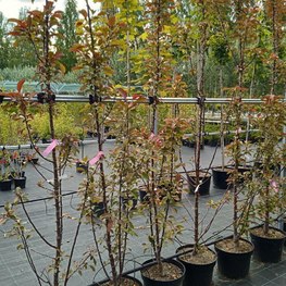 Декоративная яблоня Лаура (Laura)