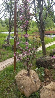 Декоративная яблоня Лаура (Laura)