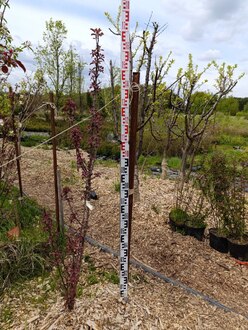 Декоративная яблоня Лаура (Laura)