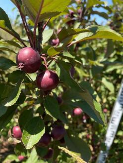 Декоративная яблоня Лаура (Laura)