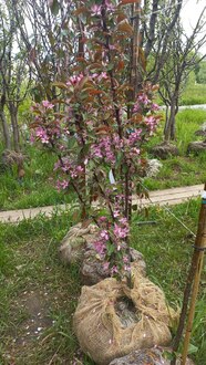 Декоративная яблоня Лаура (Laura)