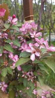 Декоративная яблоня Лаура (Laura)