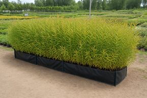 Блок живой изгороди Ива гибридная Фейерверк (Маяк-2)