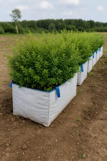 Блок живой изгороди Спирея ниппонская Снаумаунд (Snowmound)