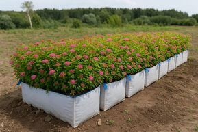 Блок живой изгороди Спирея японская Литл Принцесс ( Little Princess)