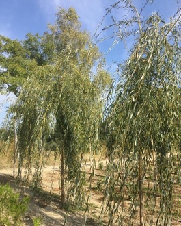 Ива золотистая Крисокома (Chrysocoma)