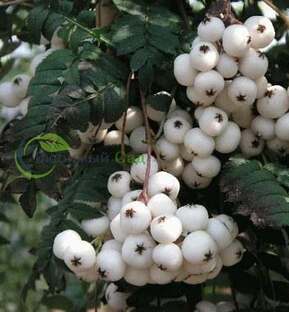 Рябина Арнольда Уайт Вакс (White Wax)