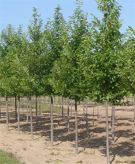 Вяз резиста Ребона (Rebona)