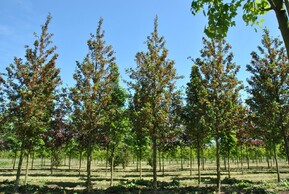 Клен полевой Элсрийк (Elsrijk)