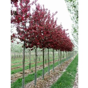 Яблоня декоративная Баттербол (Batterball)