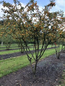 Декоративная яблоня Винтерголд (Wintergold)