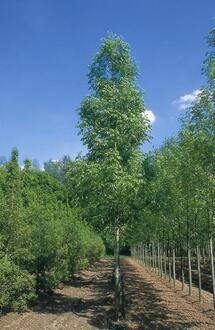 Ясень американский Скайлайн (Skyline)