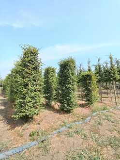 Блок живой изгороди Граб обыкновенный