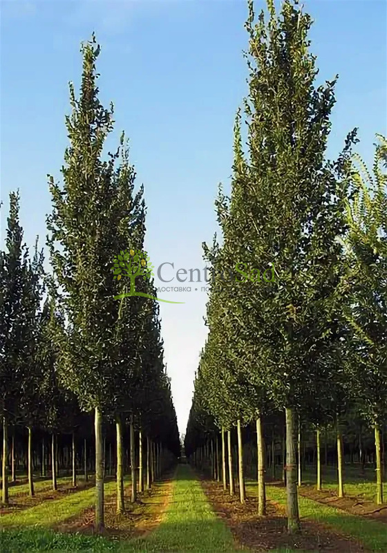 Вяз гибридный Колумелла (Columella)