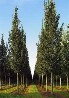 Вяз гибридный Колумелла (Columella)