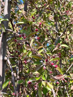 Декоративная яблоня Чилс Випинг (Cheals Weeping)