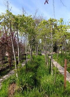 Декоративная яблоня Чилс Випинг (Cheals Weeping)