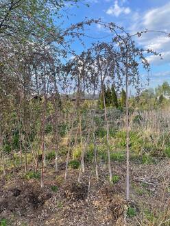 Декоративная яблоня Чилс Випинг (Cheals Weeping)