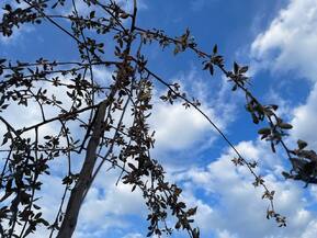 Декоративная яблоня Чилс Випинг (Cheals Weeping)