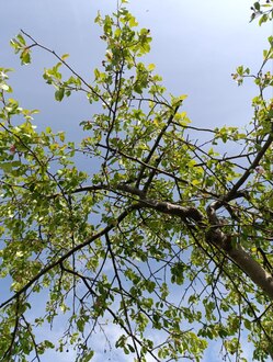 Декоративная яблоня Чилс Випинг (Cheals Weeping)