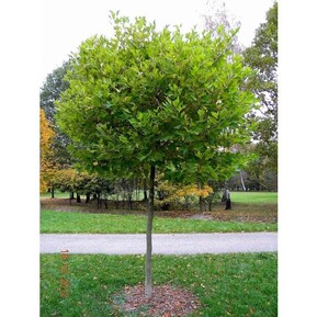 Платан кленолистный Альпенс Глоб (Alpen`s Globe)