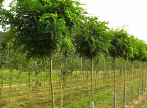 Робиния лжеакация Умбракулифера (Umbraculifera)