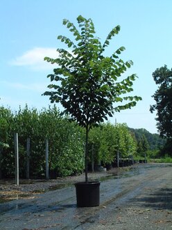 Вяз американский Принстон (Princeton)