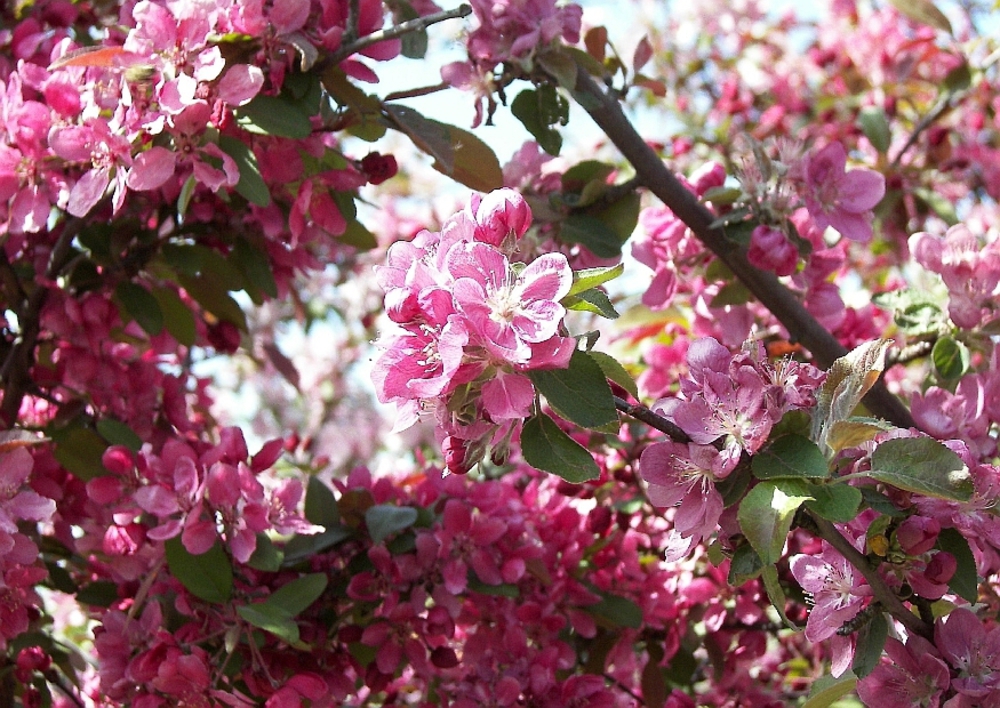 Декоративная яблоня Элей (Eleyi)