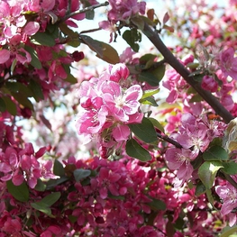 Декоративная яблоня Элей (Eleyi)