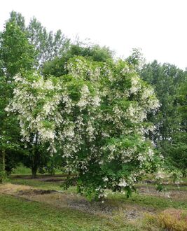 Кладрастис кентуккийский