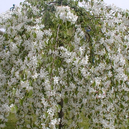 Яблоня сахалинская "Pendula" (Пендула)