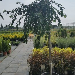 Яблоня сахалинская Пендула (Pendula)