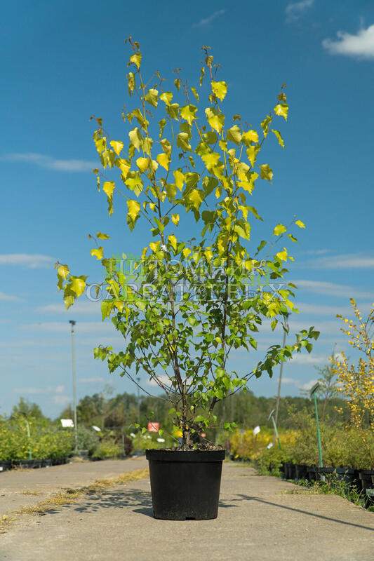 Береза повислая Шневердингер Голдбирке (Schneverdinger Goldbirke)